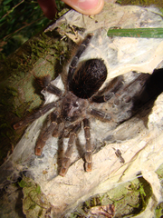 Avicularia