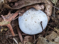 Leucopaxillus laterarius