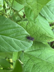 Anasa scorbutica
