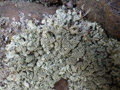 Xanthoparmelia conspersa