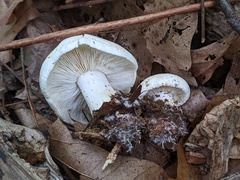 Leucopaxillus laterarius