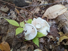 Leucopaxillus laterarius