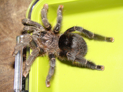 Avicularia