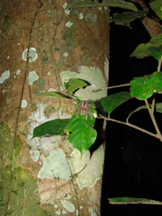 Avicularia hirschii