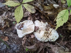 Leucopaxillus laterarius