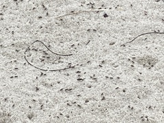 Coelopidae