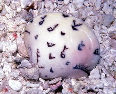 Lioconcha hieroglyphica