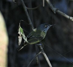 Todirostrum maculatum