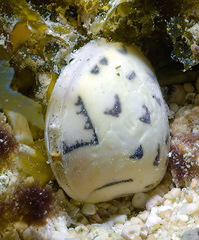 Lioconcha hieroglyphica