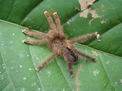 Avicularia hirschii