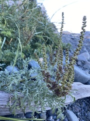 Ambrosia chamissonis