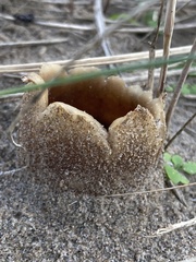 Peziza ammophila