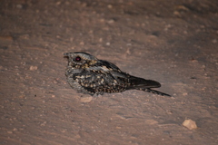 Caprimulgus ruficollis