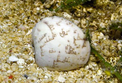 Lioconcha hieroglyphica