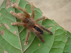 Avicularia hirschii