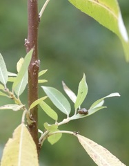 Hygromia cinctella
