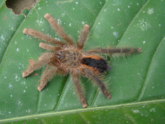 Avicularia hirschii