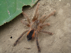 Avicularia hirschii