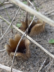 Peziza ammophila