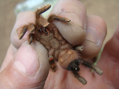 Avicularia hirschii