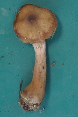 Armillaria ostoyae