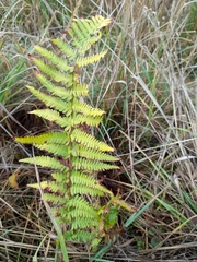 Dryopteris filix-mas