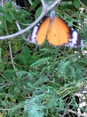 Danaus chrysippus