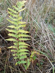 Dryopteris filix-mas
