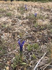 Gentianopsis barbellata