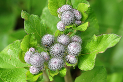 Arctium tomentosum