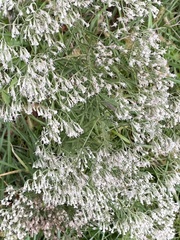 Eupatorium hyssopifolium