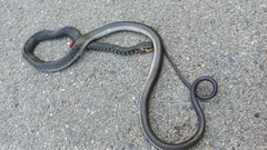 Hierophis viridiflavus