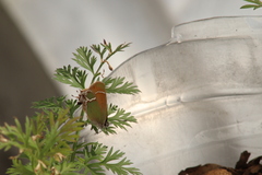 Callophrys xami