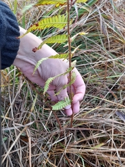 Dryopteris filix-mas