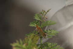 Callophrys xami
