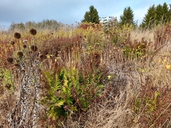 Dryopteris filix-mas