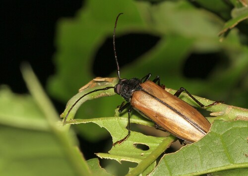 Strongylaspis migueli