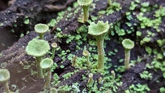 Cladonia pocillum
