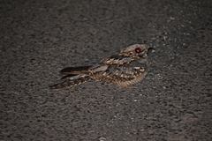Caprimulgus ruficollis