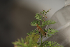 Callophrys xami