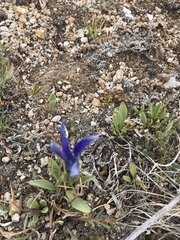 Gentianopsis barbellata