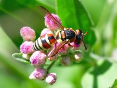 Euodynerus annulatus