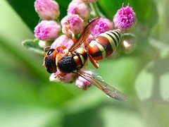 Euodynerus annulatus