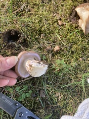 Cortinarius flavescentipes