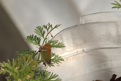 Callophrys xami
