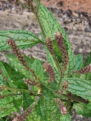 Verbena hastata