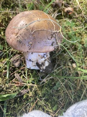 Cortinarius flavescentipes