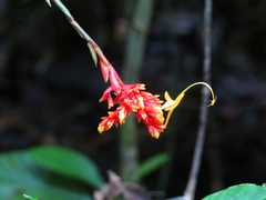 Globba atrosanguinea
