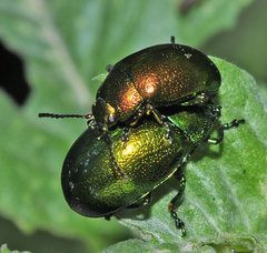 Chrysolina herbacea