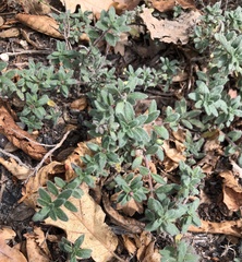 Helianthemum